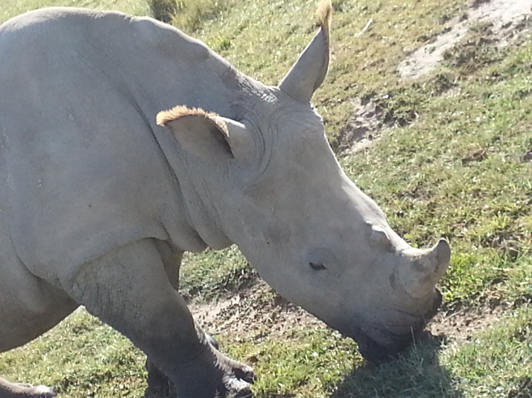 Julius T Safaris-蒙巴萨必去景点