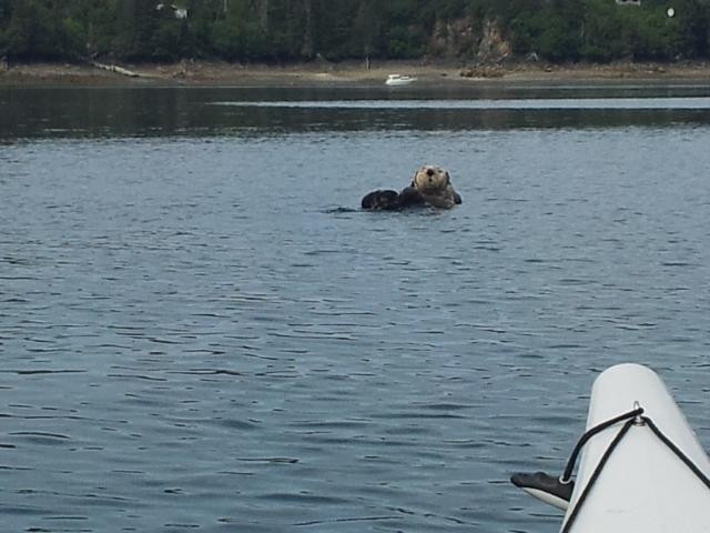 St. Augustine's Sea Kayak And Day Tours-荷马必去景点