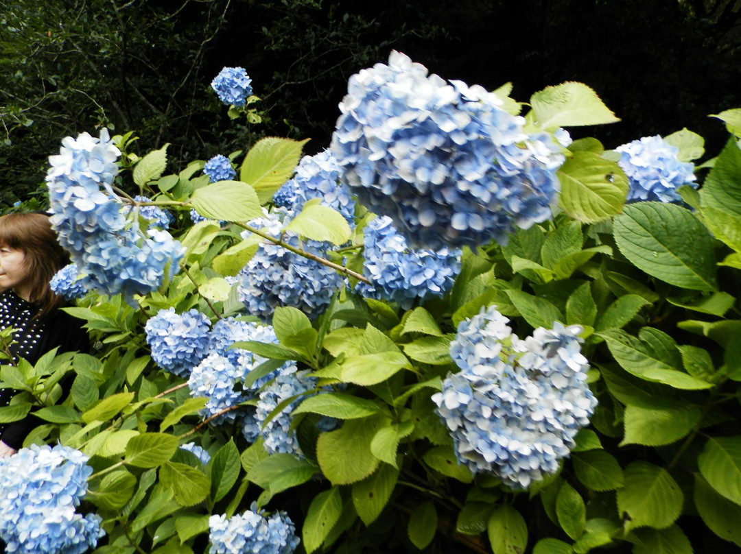 明月寺（紫阳花寺）-镰仓市必去景点