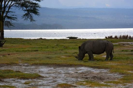 肯尼亚自然世界之旅-内罗毕必去景点