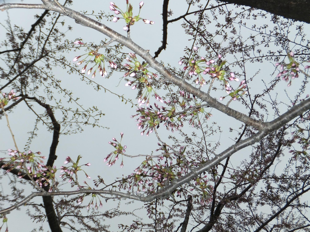 五棱郭公园-函馆市必去景点