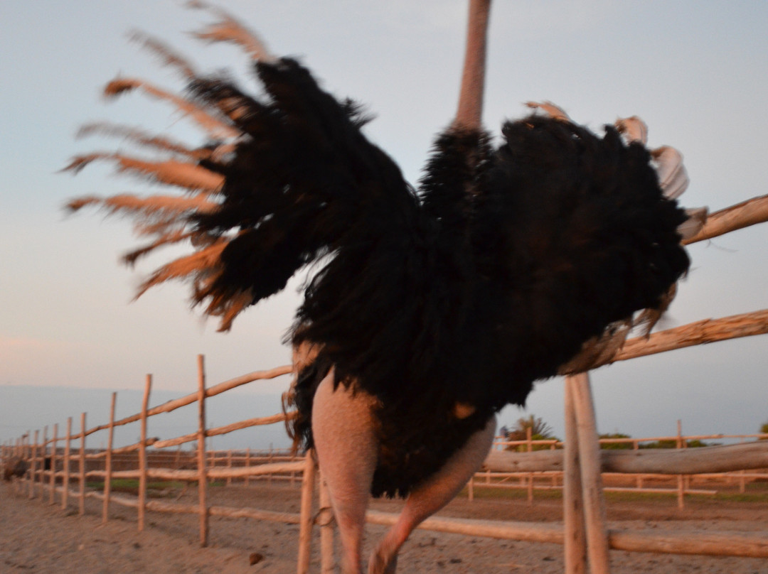 Aves Gigantes de Peru-Pimentel必去景点