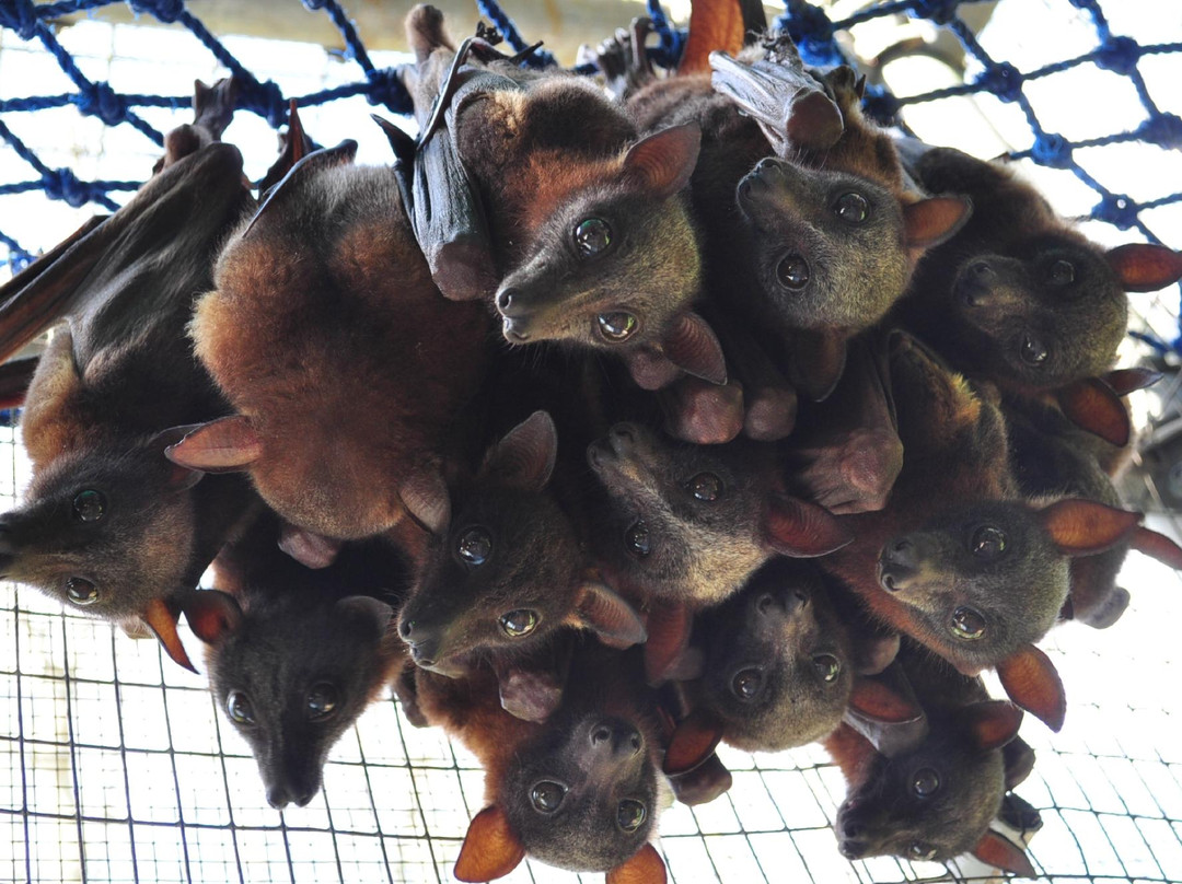 The Bat Hospital Visitor Centre景点图片