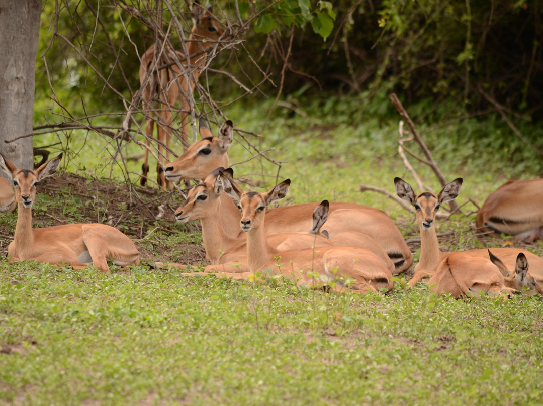 Steenbok Safari景点图片