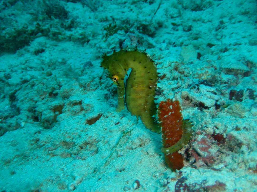 Diving Poseidon-孥归必去景点