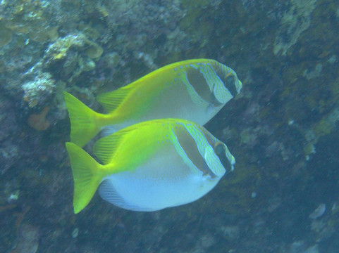 Alvaro Diving-涛岛必去景点