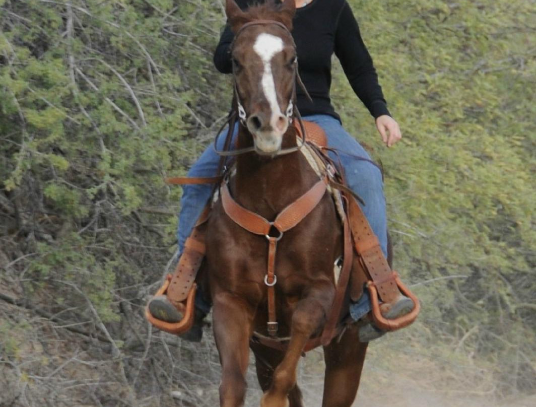 Cowboy Way Adventures-Wickenburg必去景点