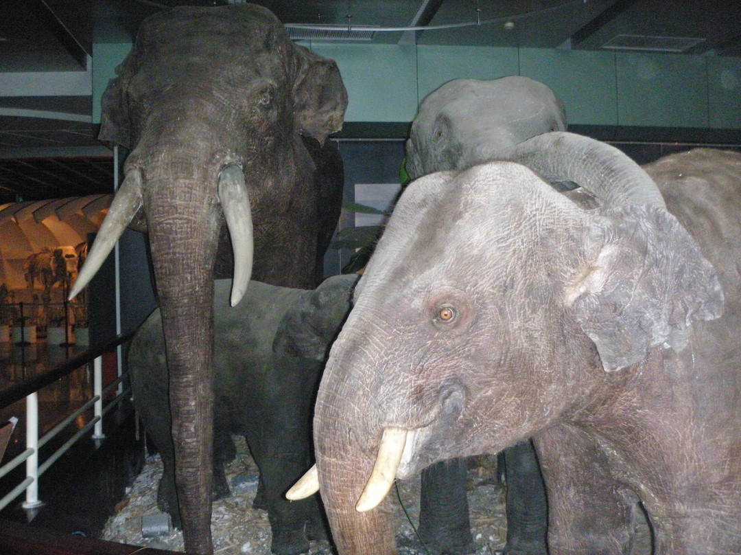 昆明动物博物馆-昆明市必去景点