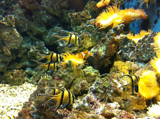 Acquario Di Livorno景点图片
