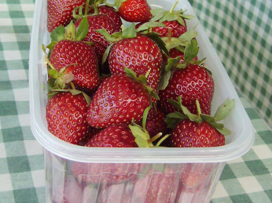 Redberry Farm-乔治必去景点