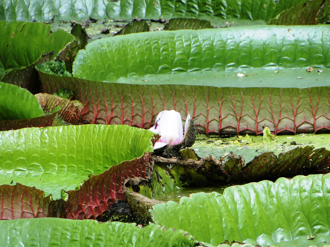 Acharya Jagadish Chandra Bose Indian Botanic Garden-Howrah必去景点
