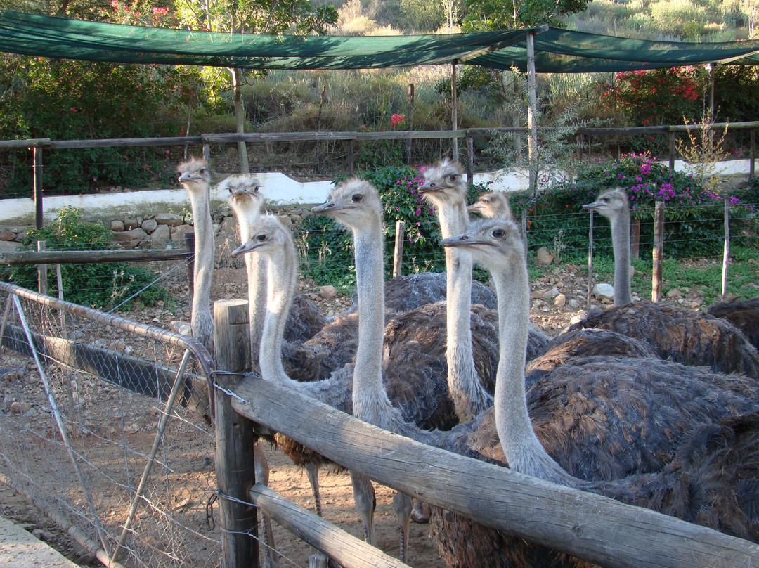 Cango Ostrich Show Farm-奥兹洪必去景点