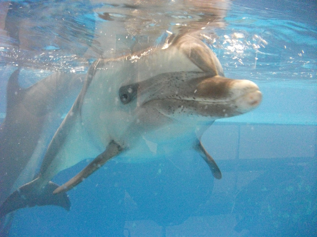 Taiji Kujirahama Park景点图片