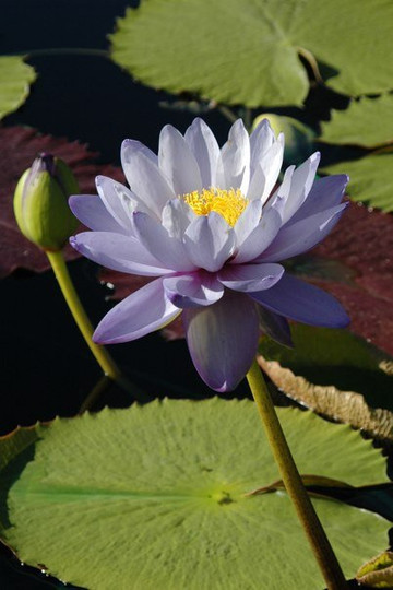 The International Waterlily Collection-圣安吉洛必去景点