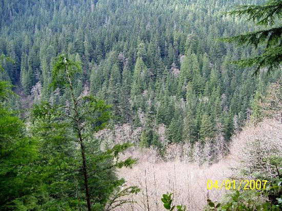 林恩峡谷公园-北温哥华必去景点