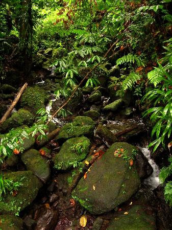 Emerald Pool-Morne Trois Pitons National Park必去景点