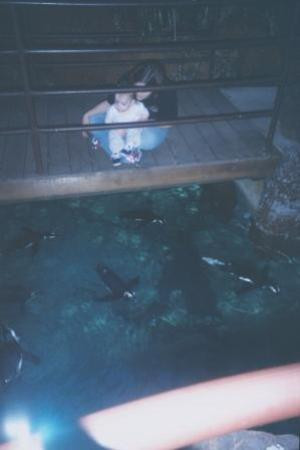 达拉斯世界水族馆-达拉斯必去景点