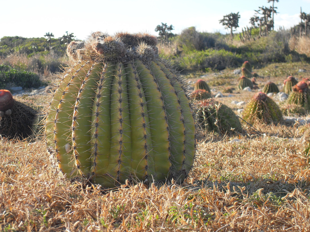 Bosque Estatal de Guánica景点图片