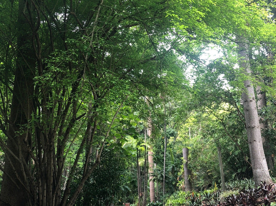 布里斯班植物园景点图片