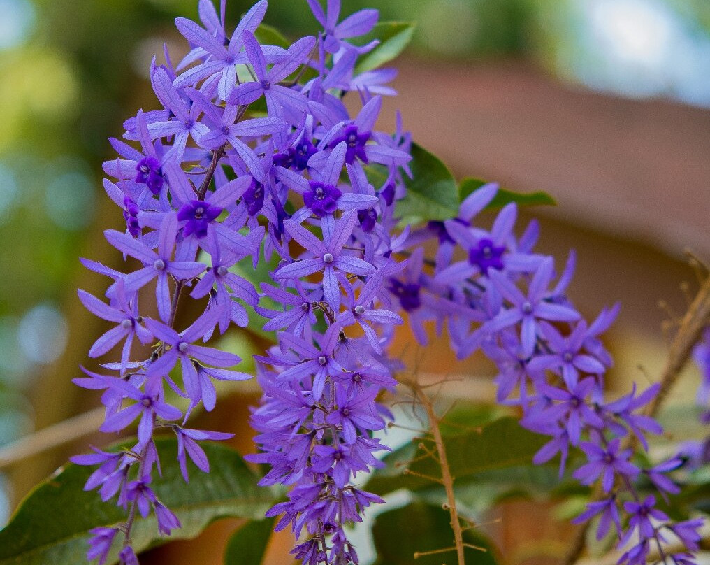 Mullers Mountain Lodge主图