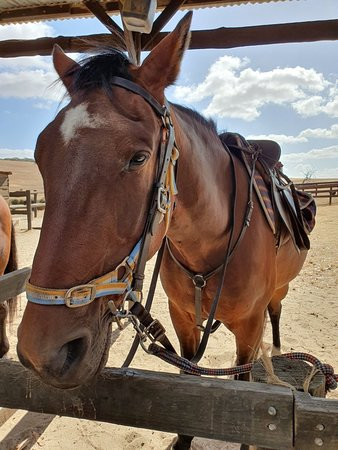 Tiger Trails-袋鼠岛必去景点