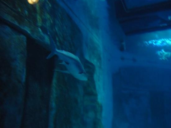 Sea Life Blackpool-黑潭必去景点