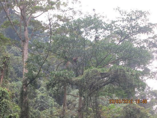 Thomas Jungle Tours-武吉拉旺必去景点