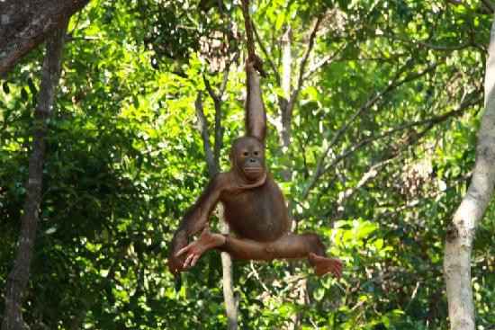 Rasa Ria Reserve By Shangri-la-斗亚兰必去景点