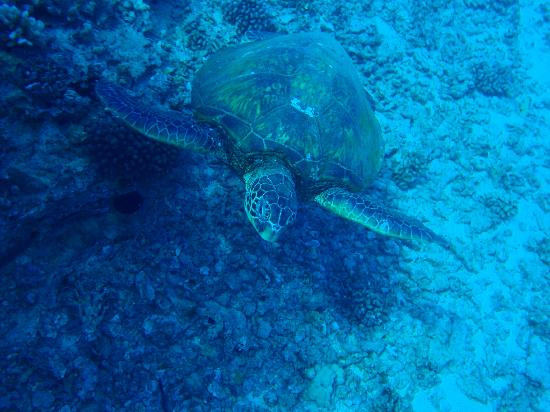暗礁海盗潜水-火奴鲁鲁必去景点