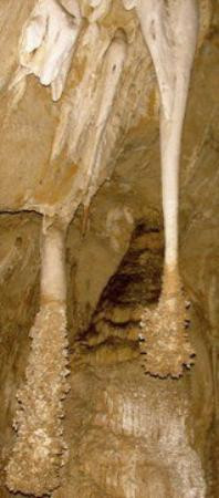 Lion's Tail-卡尔斯巴德洞穴国家公园必去景点