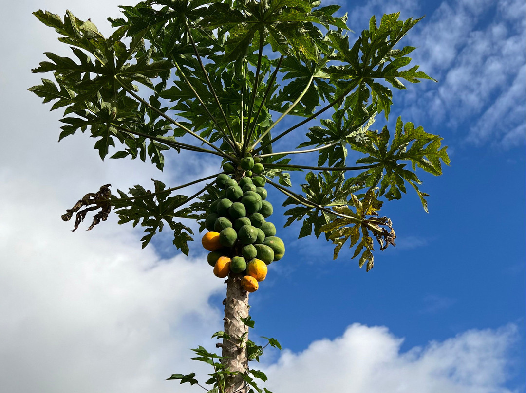 海勒华拉来住宿加早餐旅馆主图