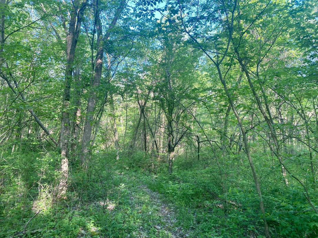 At Home In The Woods Bed And Breakfast主图