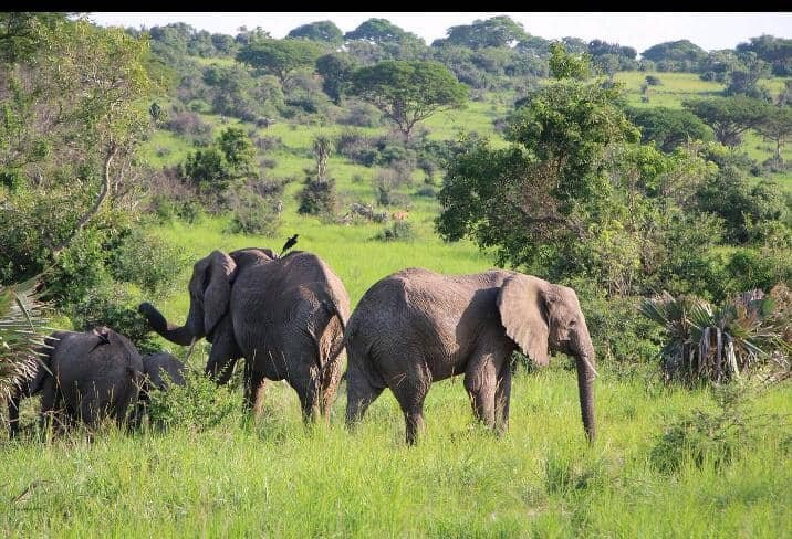 Safari to Africa-马辛迪必去景点