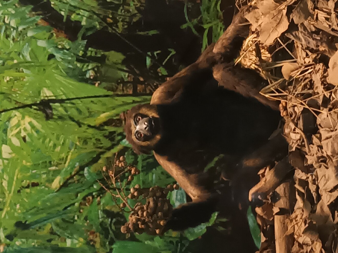 Regional Museum of Natural History-迈索尔必去景点