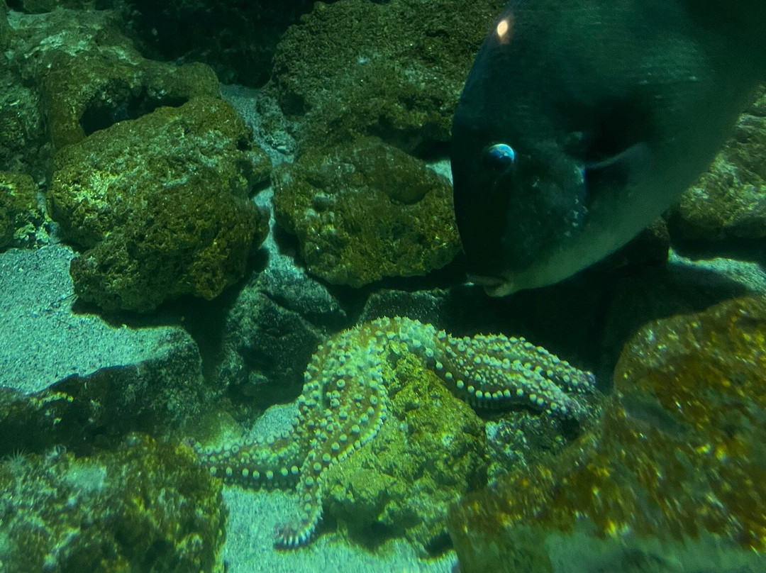 Aquarium of Rhodes - Hydrobiological Station景点图片