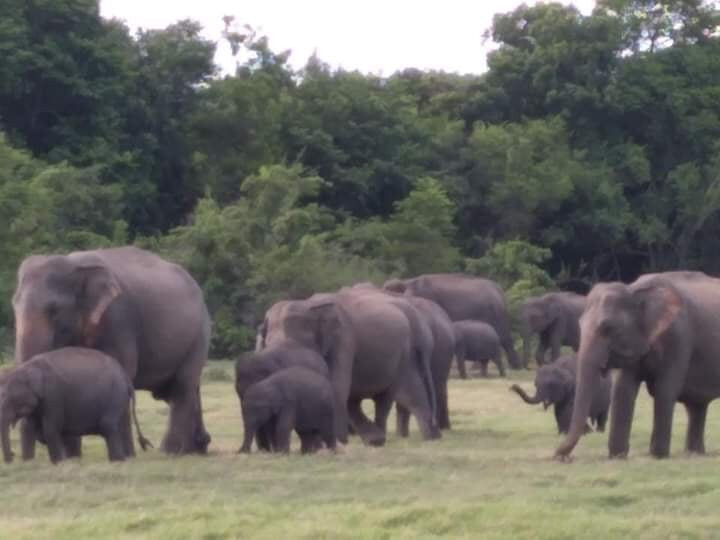 Minneriya Gajaga Safari-Minneriya必去景点