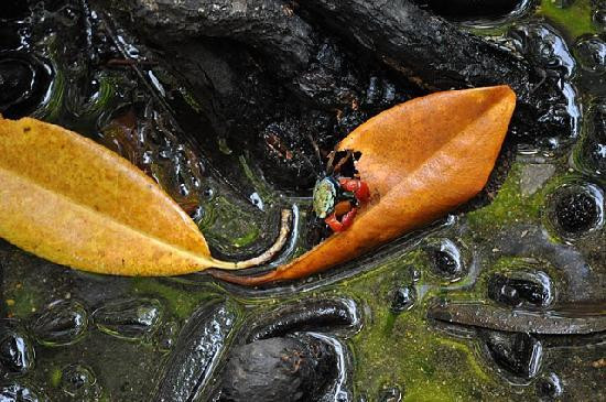 Daintree Wonder Tours-道格拉斯港必去景点