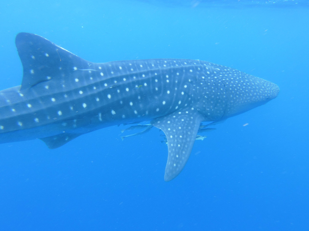 Dive Butler Amilla-芭环礁必去景点