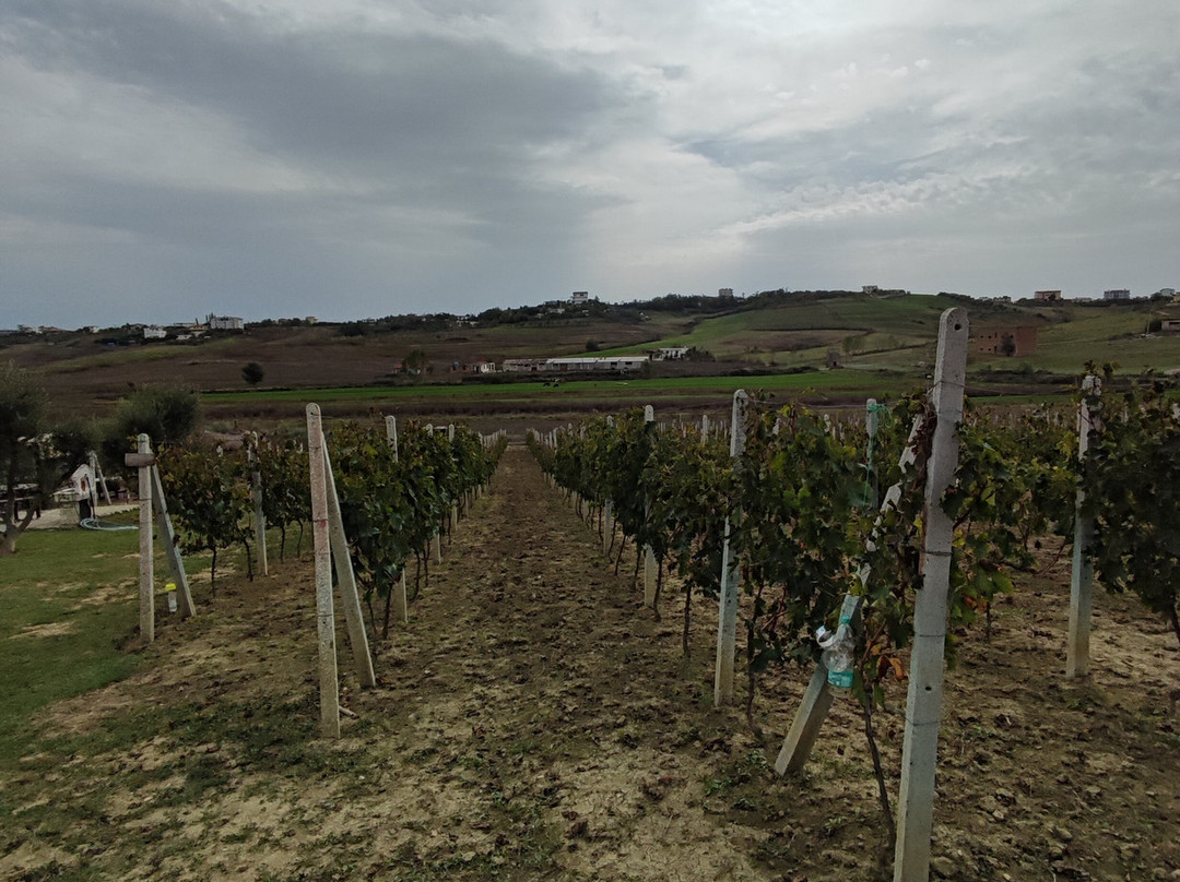 Abaia Winery & Vineyard景点图片