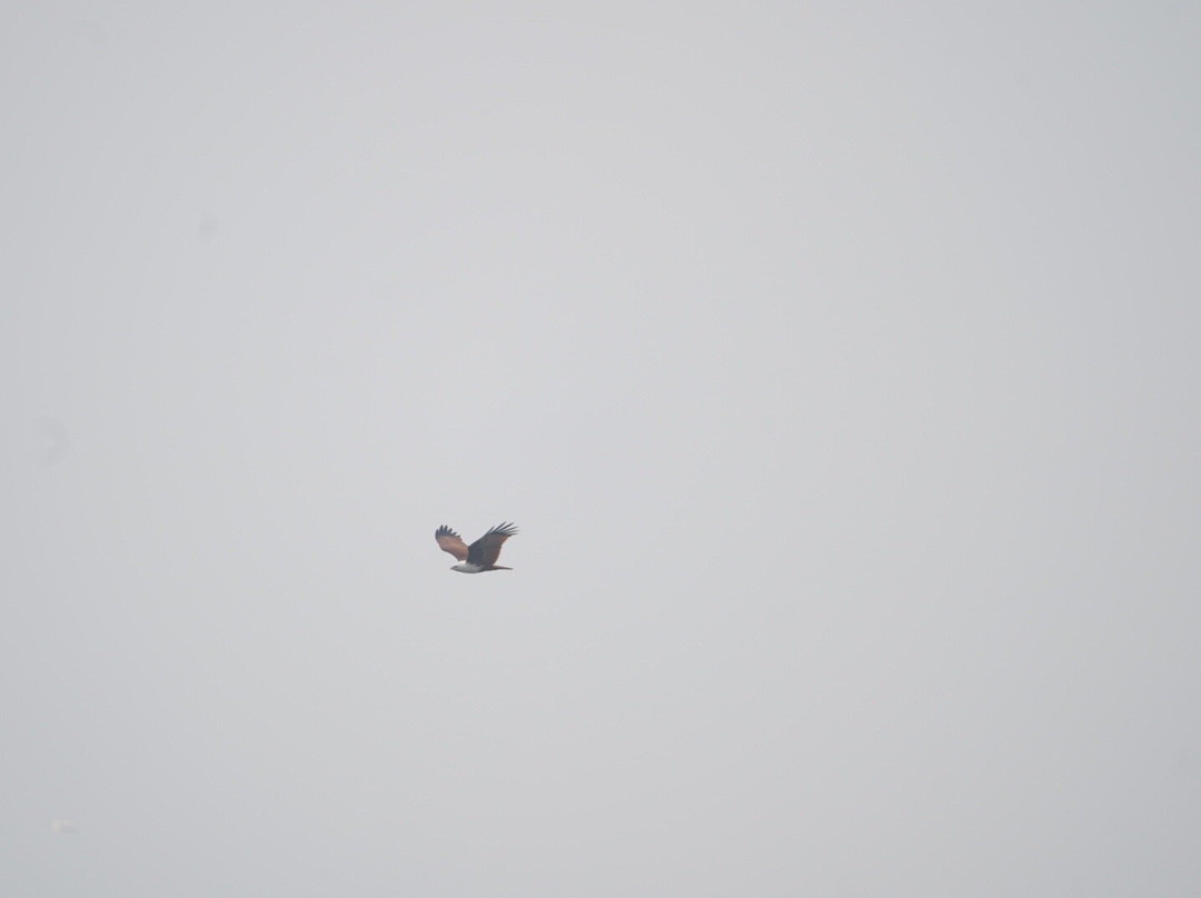 Vaduvoor Bird Sanctuary景点图片
