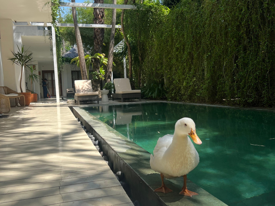 White Goose Boutique Hotel主图