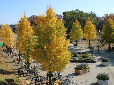 Shonandai Park-藤泽市必去景点