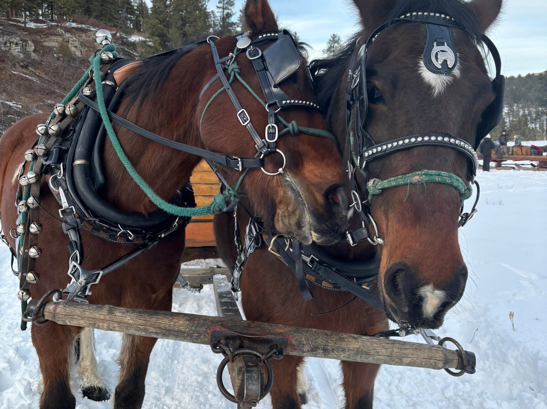 Bears Ranch-杜兰戈必去景点