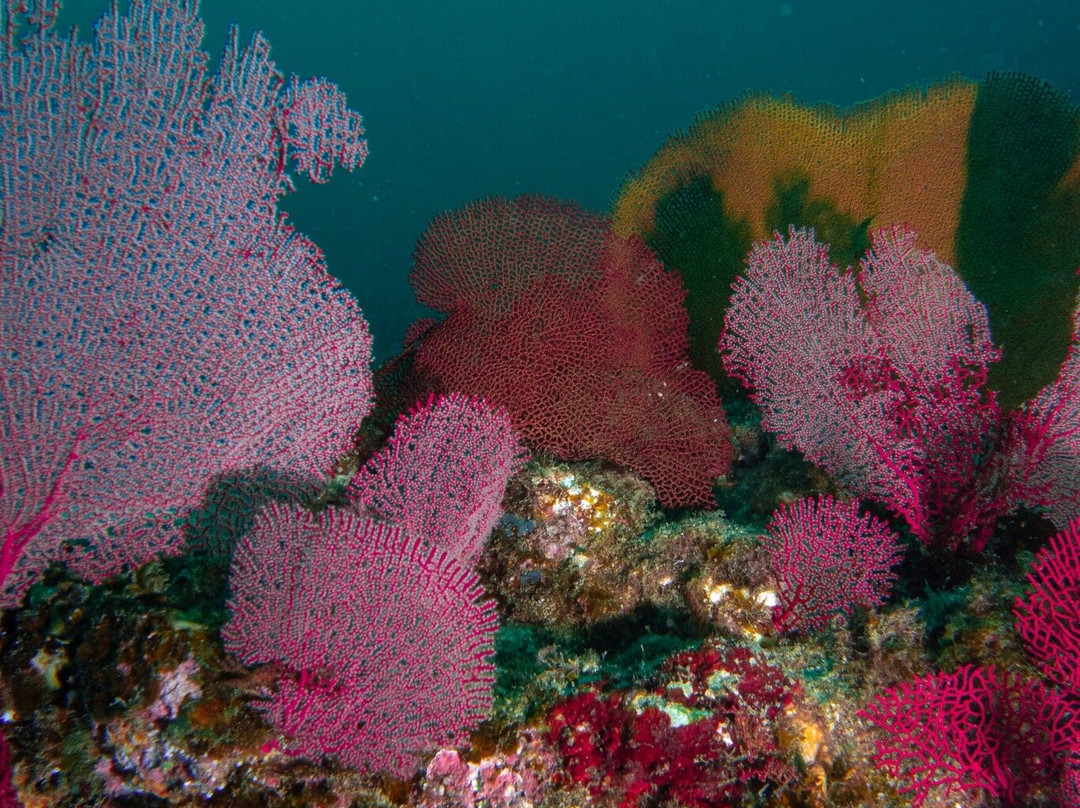 DivingLife Expeditions-麦德林必去景点