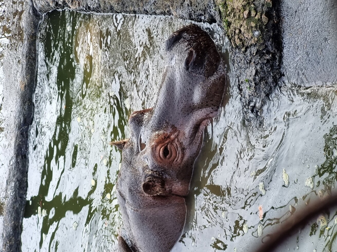 The Central Zoo-帕坦（拉利特浦）必去景点