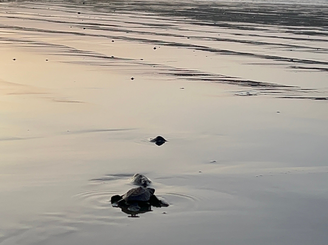 Save The Turtles Playa Venao景点图片