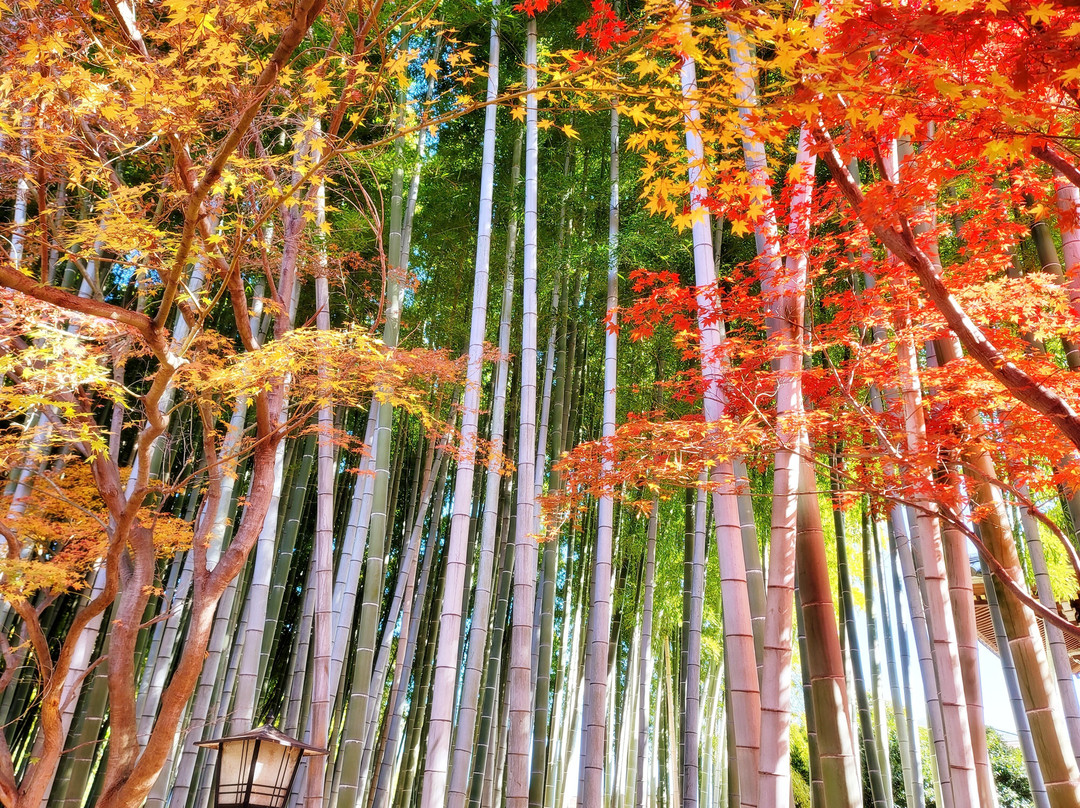 Toen-ji Temple-朝霞市必去景点