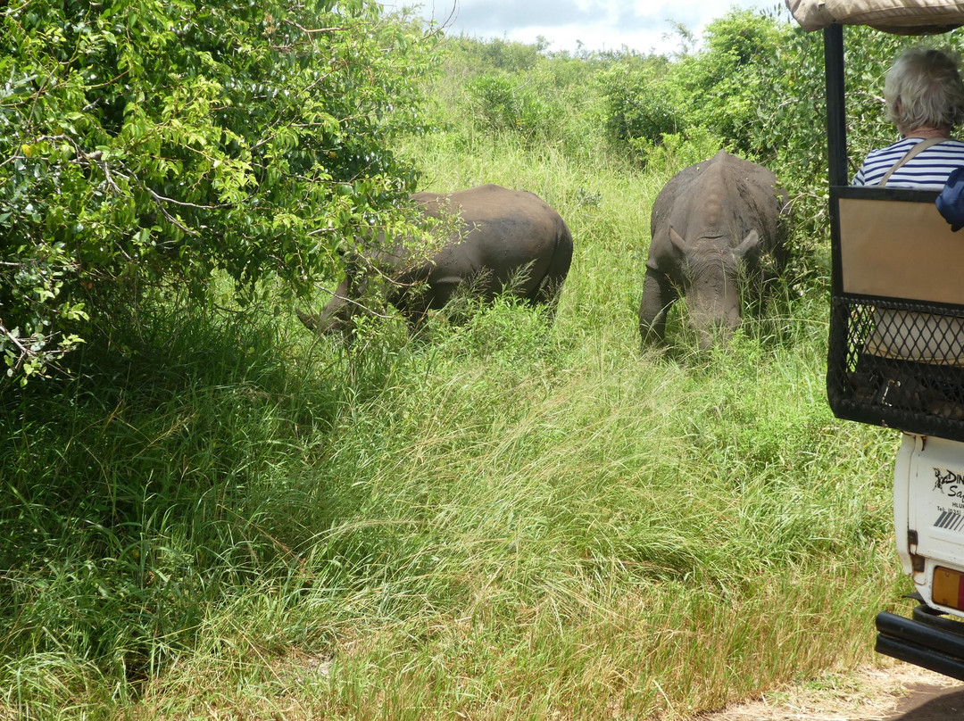 Dini Zulu Safari景点图片