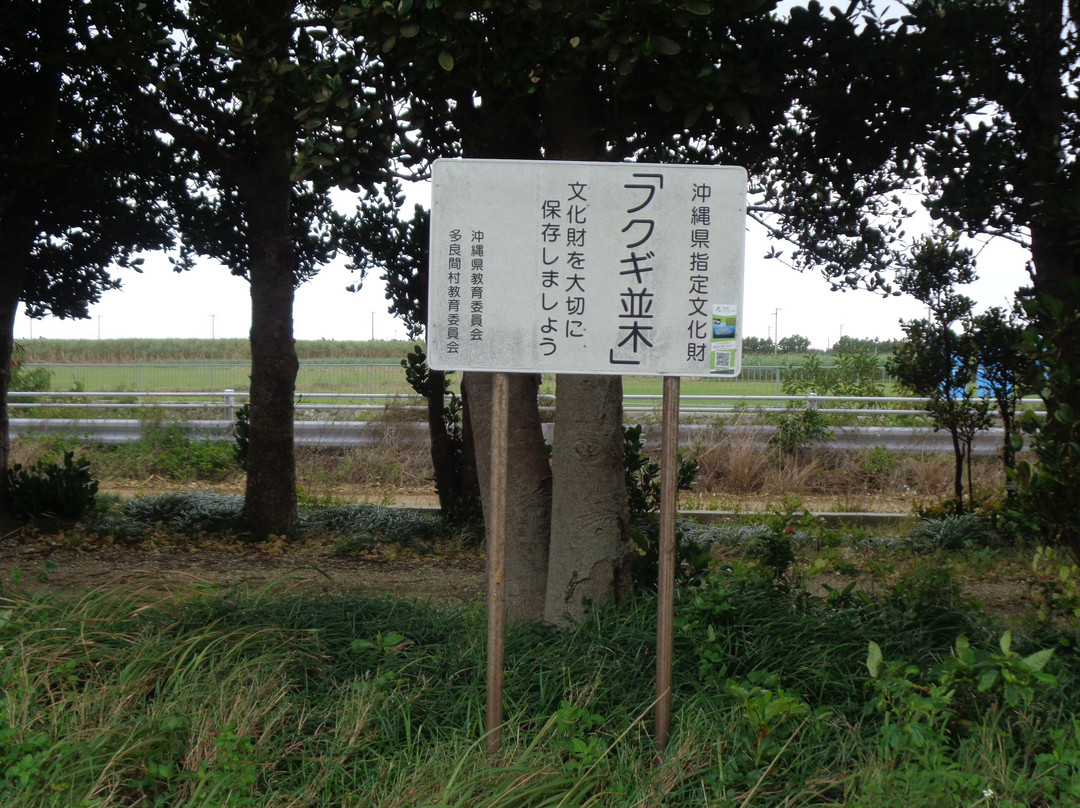 Shiokawa Utaki and Fukugi Namiki-多良间村必去景点