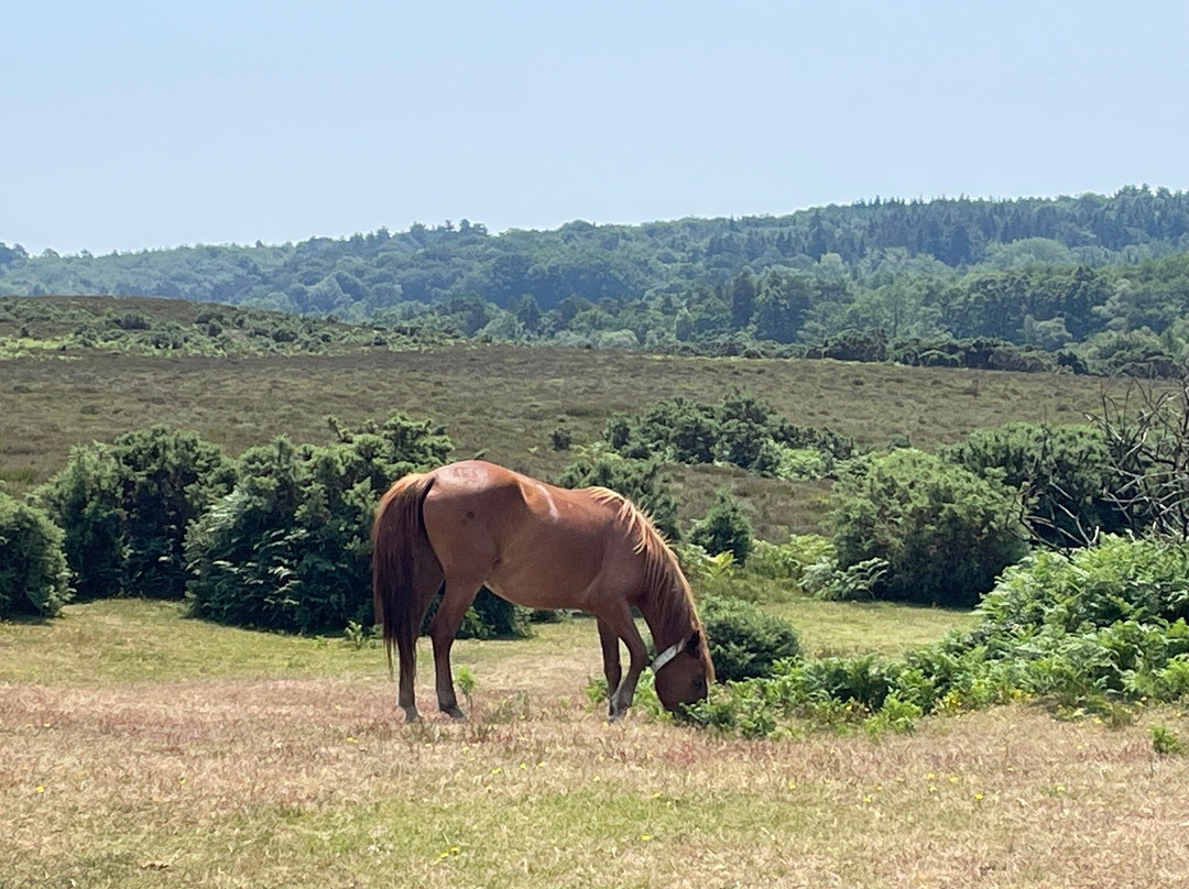 New Forest National Park景点图片